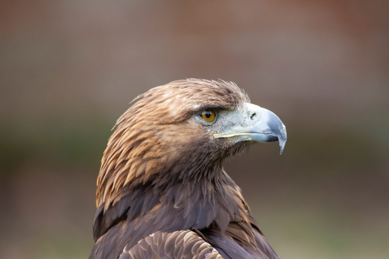 Golden Eagle headshot